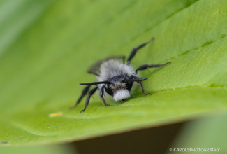 ASHY MINING BEE (Andrena cineraria)